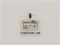 藏品(鞘翅目(1))的圖片